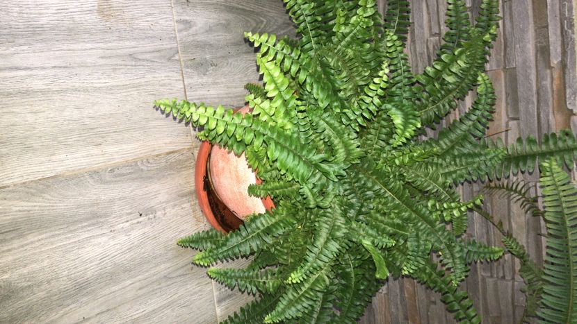 F2A4E482-EF25-440A-AD5C-C344941F465D - flori 2020