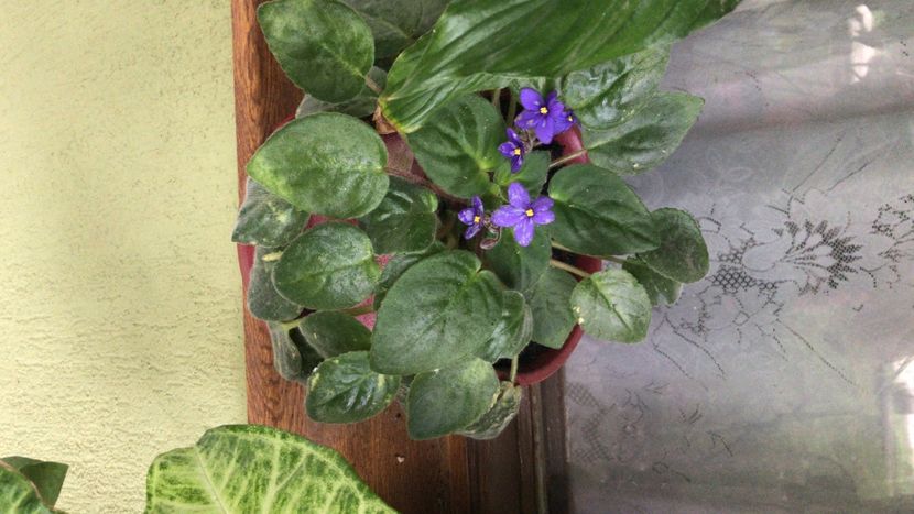 121B87D3-EE16-4F86-AD2D-6FFAC1945D9C - flori 2020