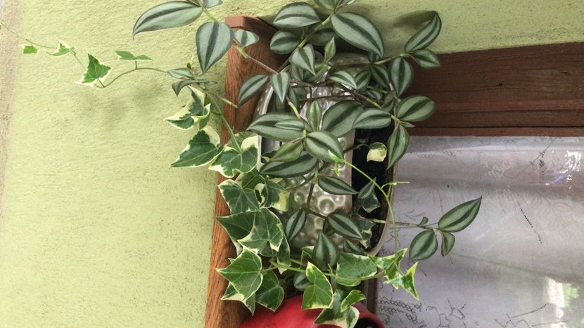 DA65593B-A7FB-4B7B-9778-5B424DAC4EEC - flori 2020