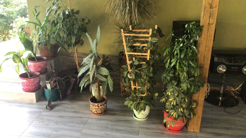 26553F0E-816A-41AC-B82E-F50DCF16BA33 - flori 2020