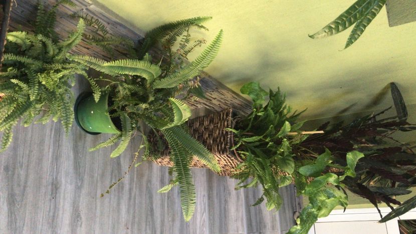 0803D8BA-B71B-4C33-8D6D-A6F4849E87B8 - flori 2020