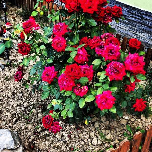 B3798161-F6C4-4D01-A935-DF0C12FE12C5 - flori 2020