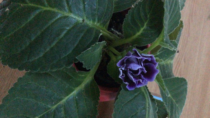 0AD7CE33-9C4E-40C7-8E8E-3326D2535E76 - flori 2020