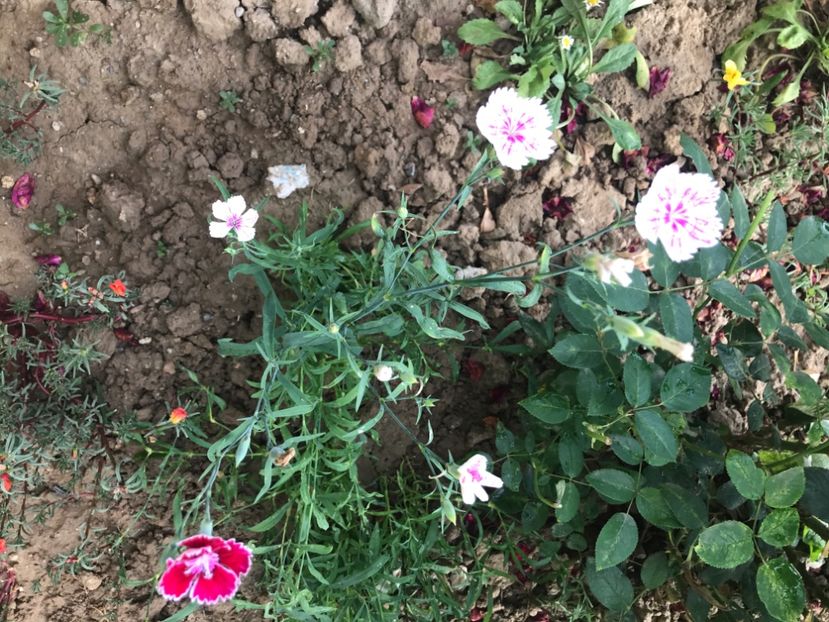 0C9F123E-2800-4590-A274-A1F5531561A6 - flori 2020