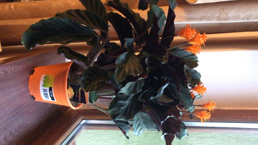 E523BF55-FD8E-44CA-8104-6CAFD947D045 - flori 2020