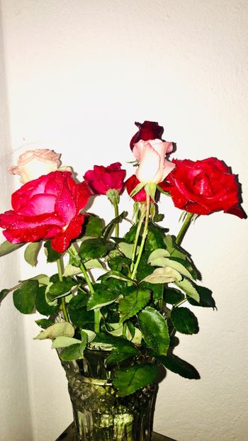 C2050081-4F09-4D81-81D5-67A86C1CC388 - flori 2020