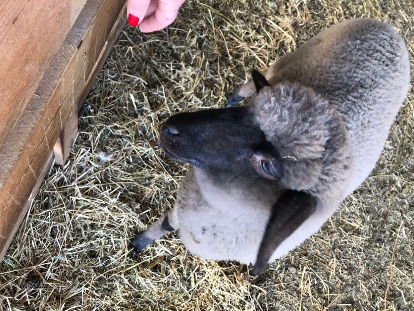 1EEF5F14-0B85-4DB4-99ED-B3249544D3A3 - animale