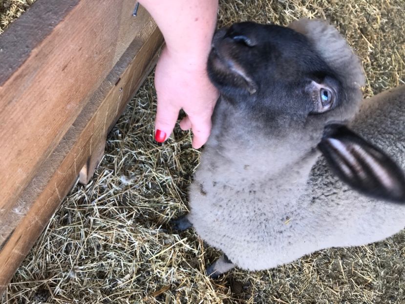 7C82FE46-F12C-4169-8C58-771A1D482AA7 - animale