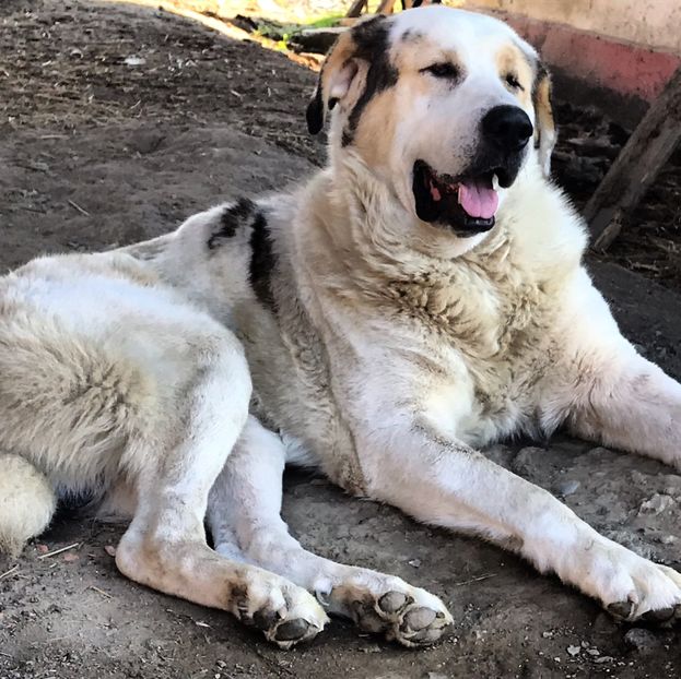 A0EC8308-EB2E-4143-B20F-7C56A1E2B555 - animale