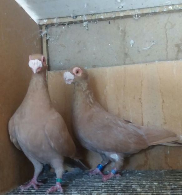 20201003_131135(0)-1 - CARANCULAT DE ORADEA