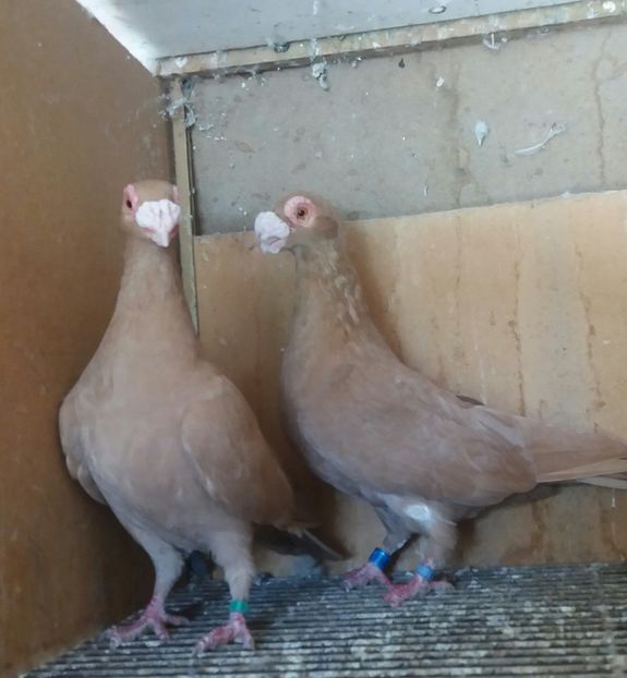 20201003_131132-1 - CARANCULAT DE ORADEA