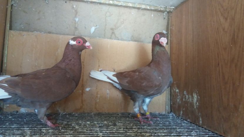 M F 2020 - BERBERI INDIAN