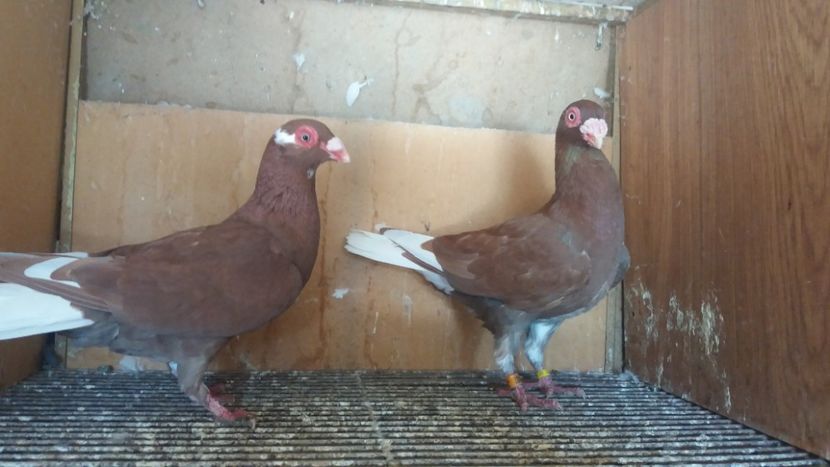 20201003_132444(0) - BERBERI INDIAN