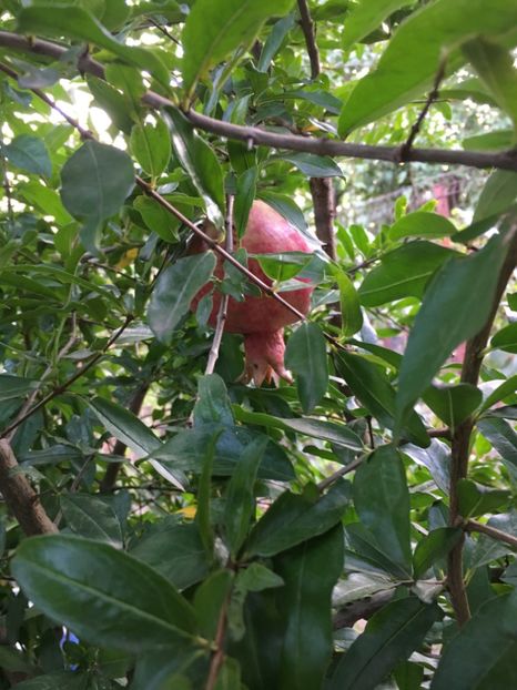6B9E05E9-8DDD-4496-88AF-DF21974B75AF - Plante exotice de gradina