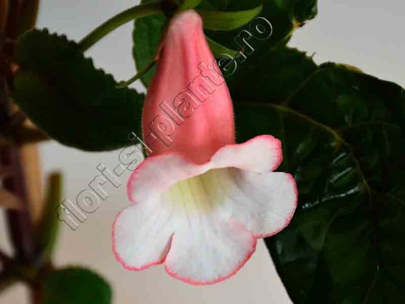 Sinningia Luci s Pink Coral - GLOXINIA-SINNINGIA _COLECTIA 2020_2024