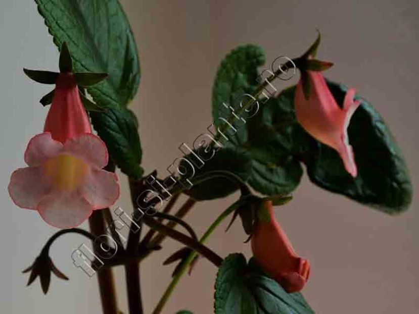 Sinningia Luci s Pink Coral - GLOXINIA-SINNINGIA _COLECTIA 2020_2024