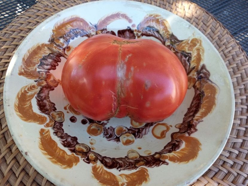  - TOMATE 2020 ALBUM 15