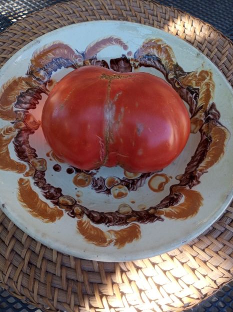  - TOMATE 2020 ALBUM 15