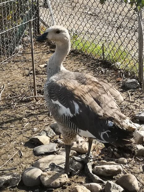 Mascul din 2020 - Giste Magelan