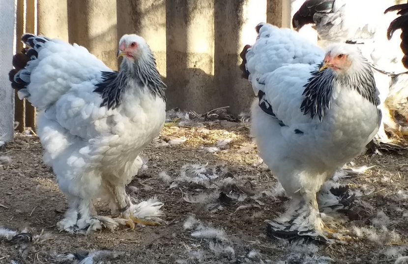  - VIITOR SPERANTE 2021