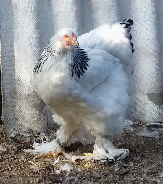  - VIITOR SPERANTE 2021