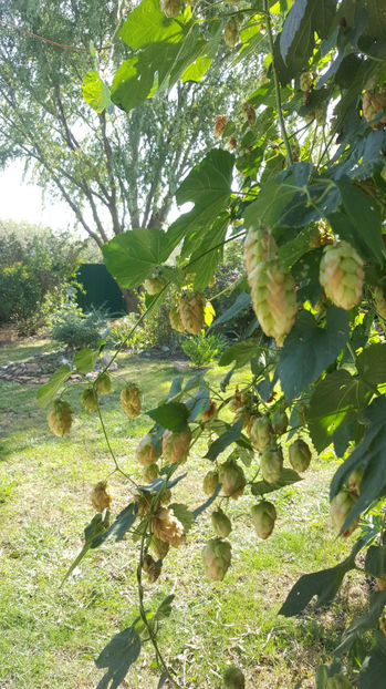 humulus lupulus(hamei) - Gradina si terasa PrimaLuce_7-Hello 2020