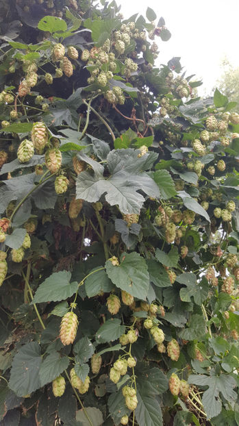 humulus lupulus(hamei) - Gradina si terasa PrimaLuce_7-Hello 2020