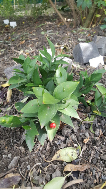 ruscus hypoglossum - Gradina si terasa PrimaLuce_7-Hello 2020