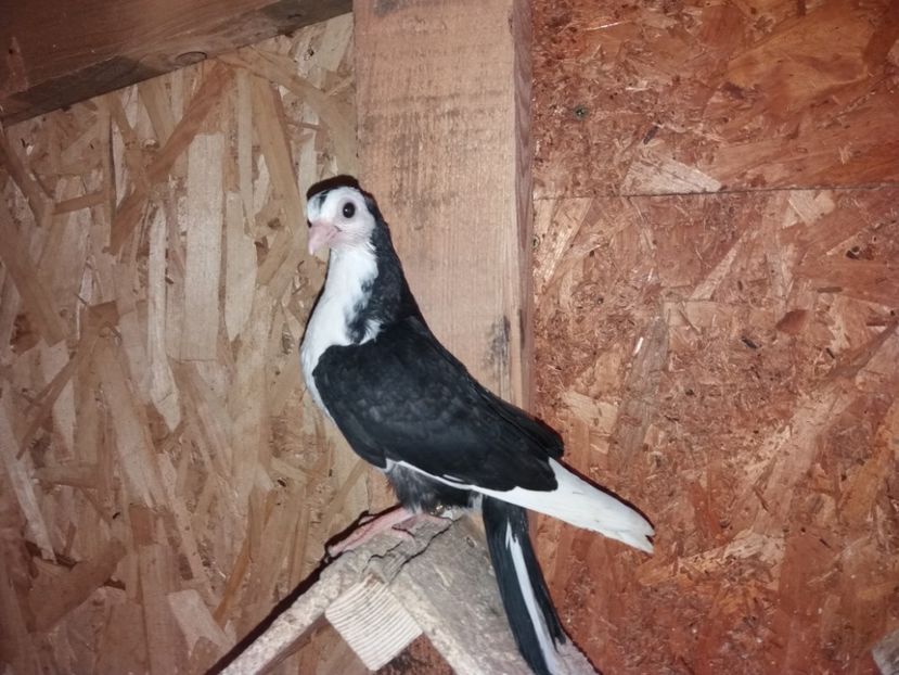 23040  femelă  2020 - Plecați ALBUM 3