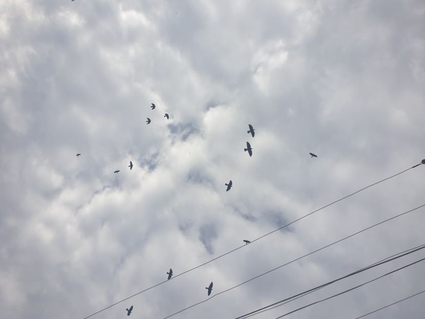  - - O - Fotografii x