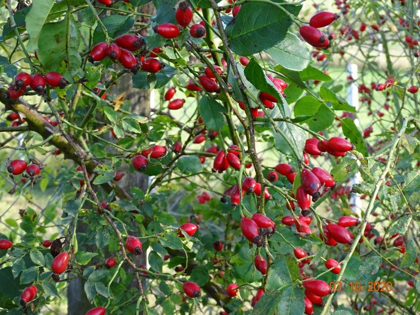 rosa canina - Trandafiri 4