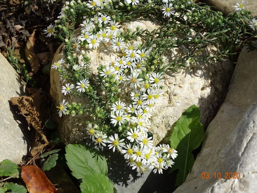  - Stancarie 2020 - inceputuri