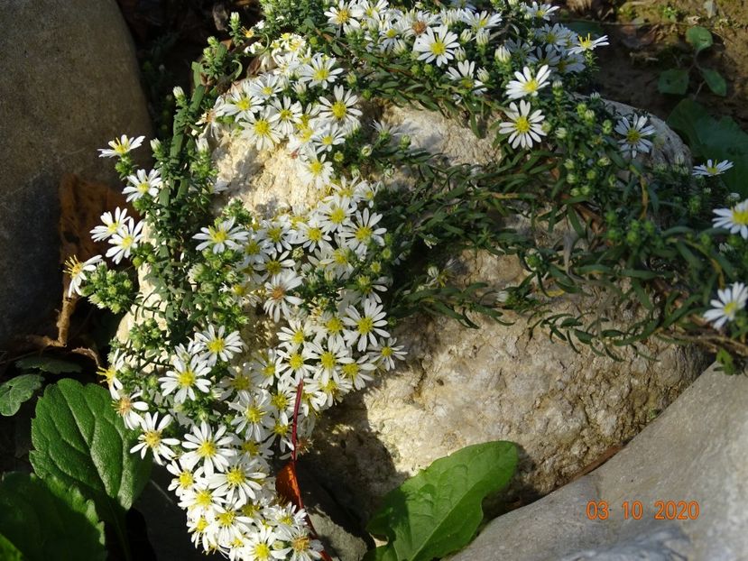  - Stancarie 2020 - inceputuri