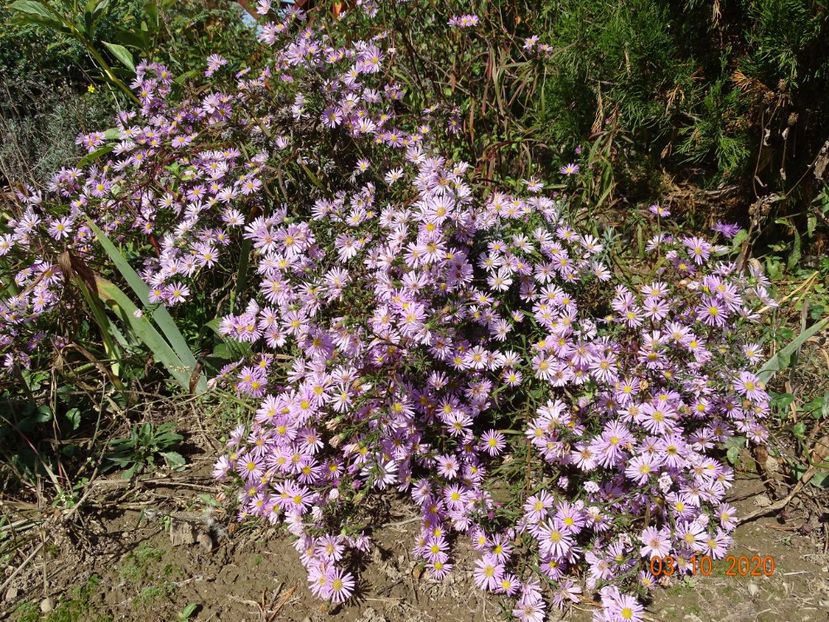aster ericoides Esther - Dobarland 2020 6