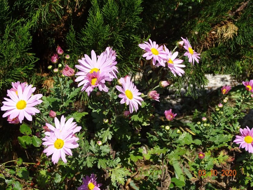 chrysanthemum Clara Curtis - Dobarland 2020 6