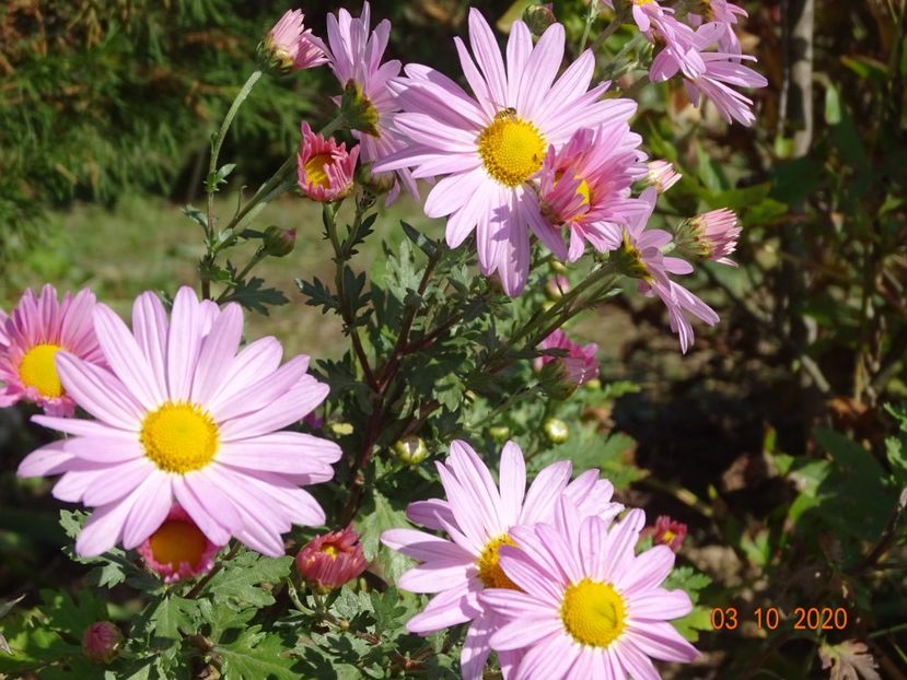 chrysanthemum Clara Curtis - Dobarland 2020 6