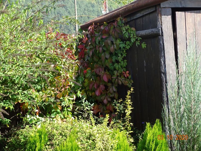 parthenocissus Red Wall - Dobarland 2020 6