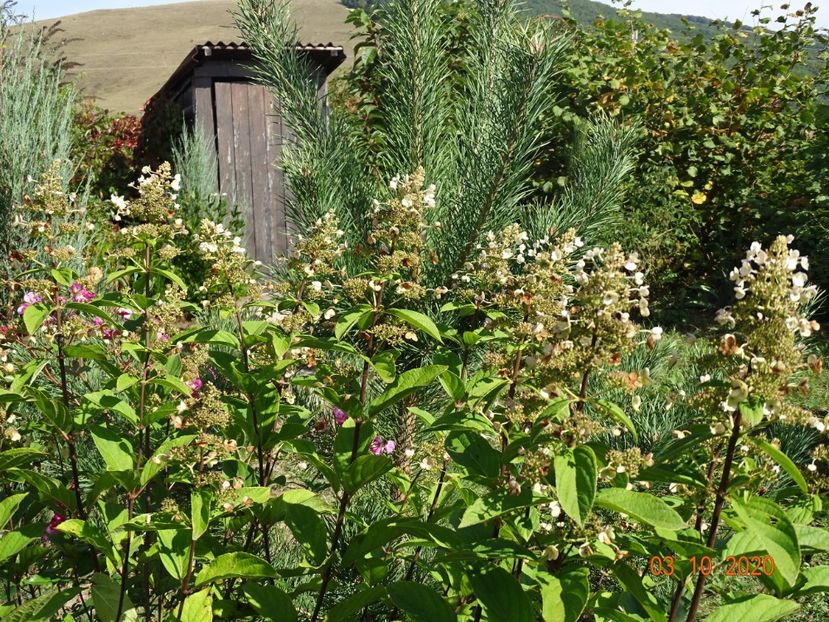 hydrangea pan. Pink Diamond - Dobarland 2020 6