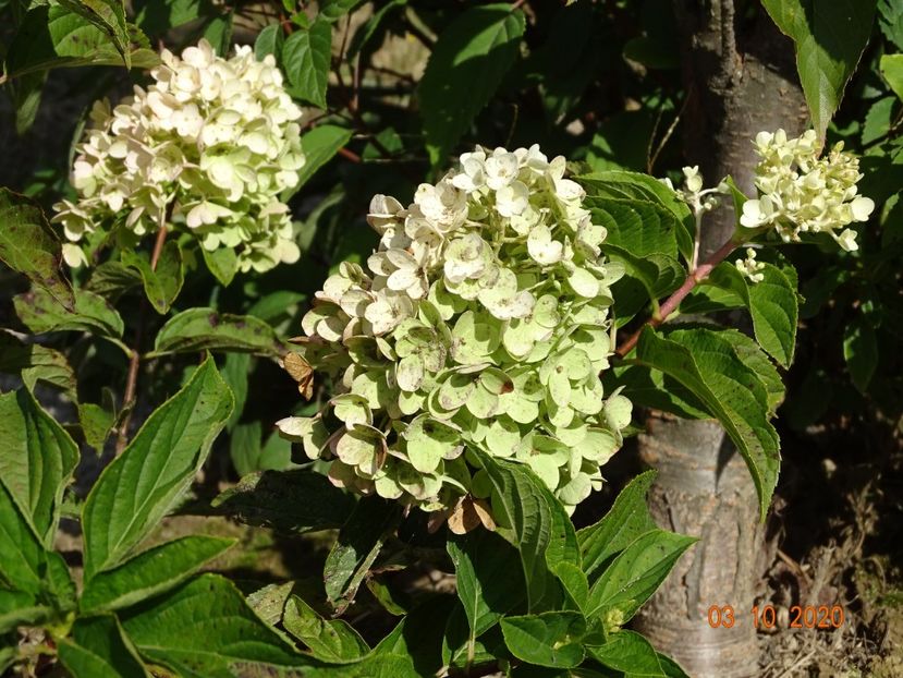 hydrangea pan. Silver Dollar - Dobarland 2020 6