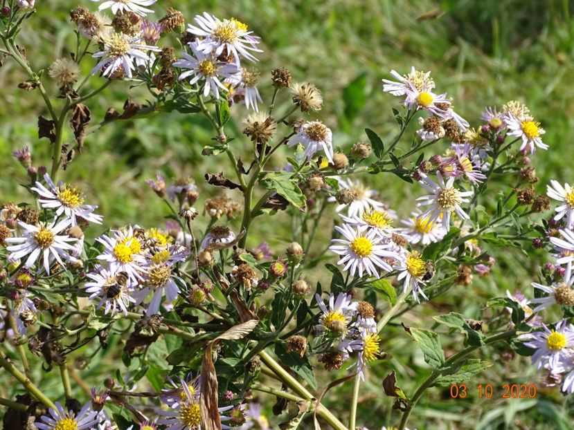aster ageratoides Asran - Dobarland 2020 6