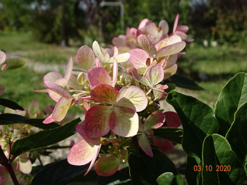 hydrangea pan. Chameleon - Dobarland 2020 6