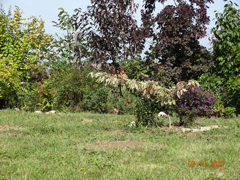 cornus controversa Variegata - Dobarland 2020 6