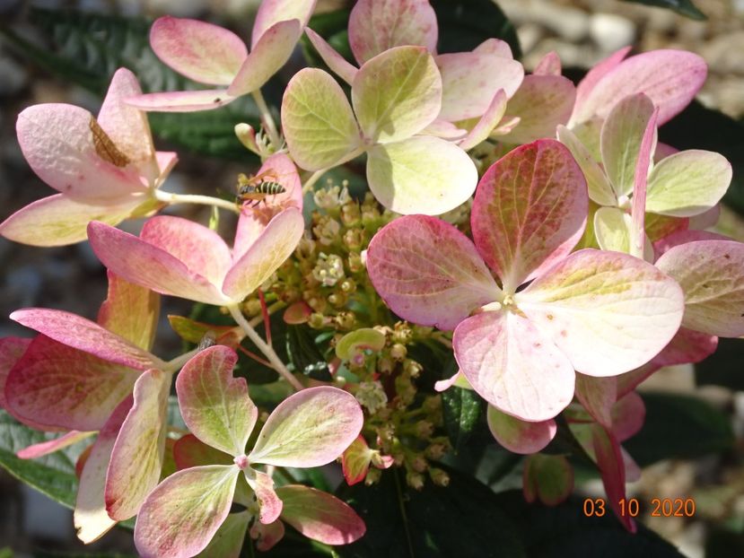 hydrangea pan. Chameleon - Dobarland 2020 6