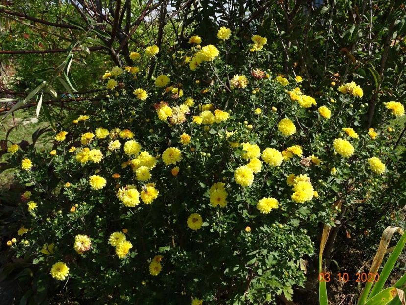 chrysanthemum Nantyderry Sunshine - Dobarland 2020 6