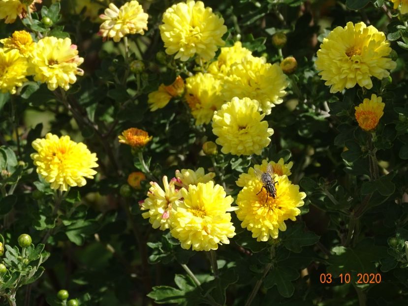 chrysanthemum Nantyderry Sunshine - Dobarland 2020 6