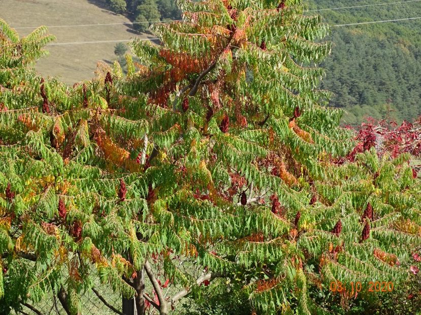 rhus typhina - Dobarland 2020 6