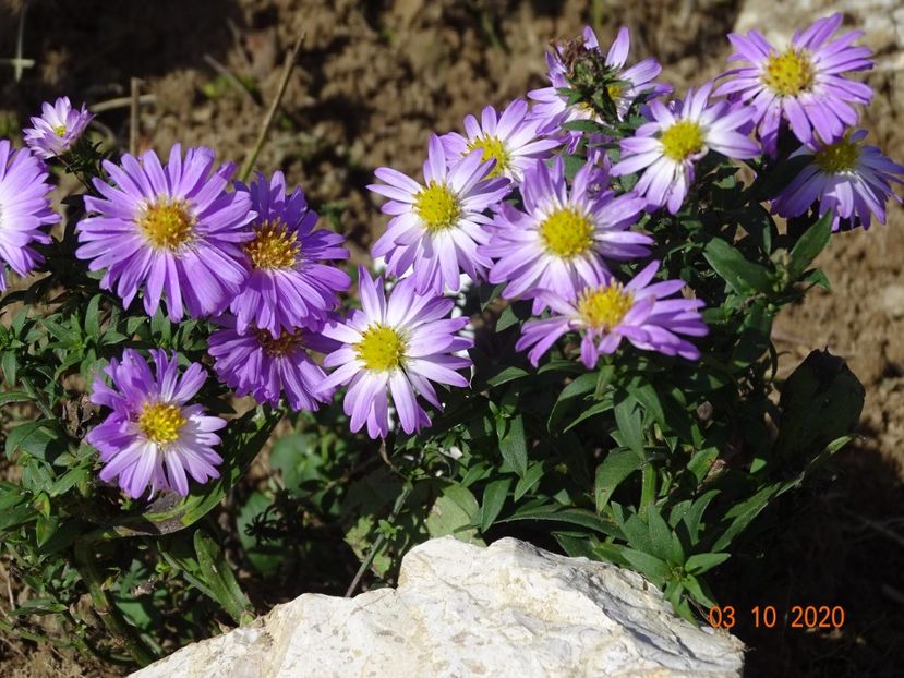 aster Rosenwichtel - Dobarland 2020 6