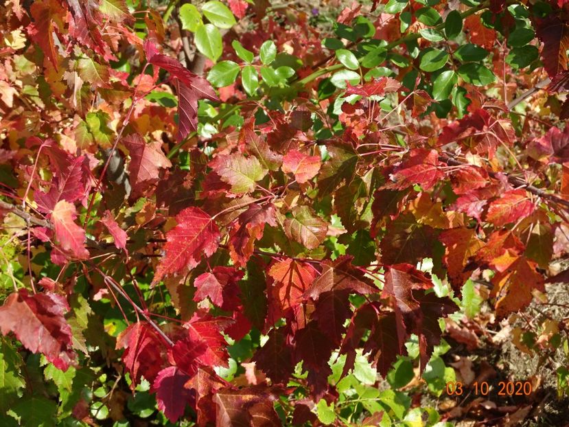 acer tataricum - Dobarland 2020 6