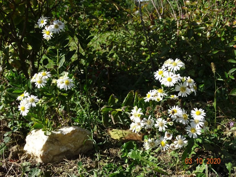aster ageratoides Starshine - Dobarland 2020 6