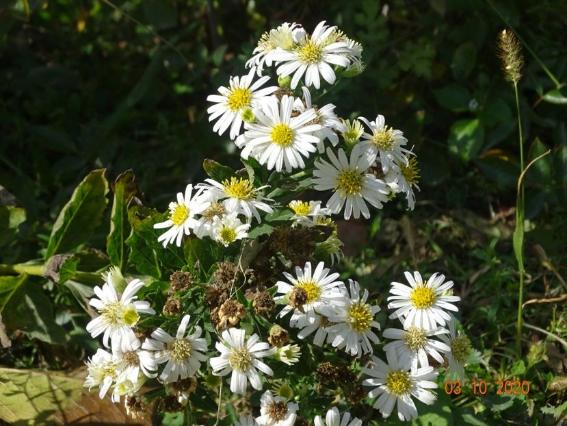 aster ageratoides Starshine - Dobarland 2020 6